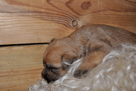 adelsten
