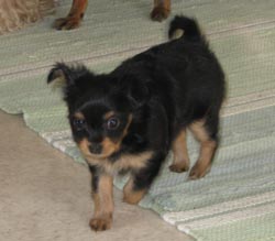 Nova