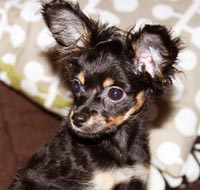 Doris