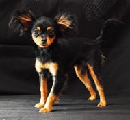 Nova